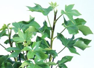 Gardening tips: plant tree ivy