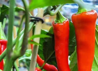 How to get your garden ready for March