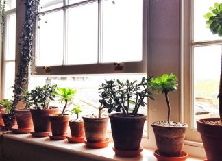 Why I’ve turned my house into a home for rescued plants