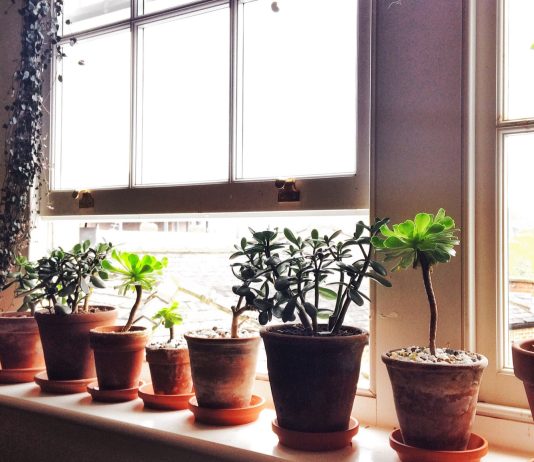 Why I’ve turned my house into a home for rescued plants