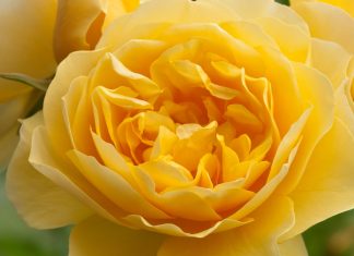 The man who put romance back into roses for Valentine’s Day