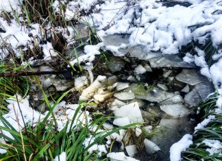 In the cold, there’s hungry birds, thick ice and frogs to liberate