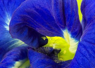 A blue to light your home – and your G&T
