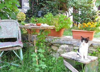 In praise of unrenovated kitchens and overgrown gardens
