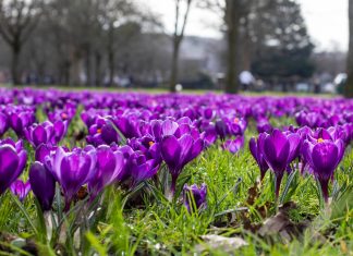Send us a tip on places to see early spring flowers in the UK – and win a £200 hotel voucher