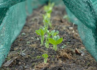 Get set, sow – it’s time to start growing vegetables