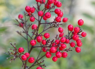 Gardening tips: plant heavenly bamboo