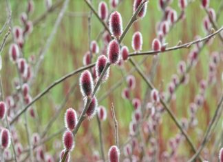 Gardening tips: plant a Japanese pink pussy willow