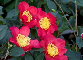 Gardening tips: Camelia ‘Yuletide’ will spice up winter gardens