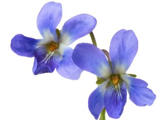 Gardening tips: plant violets