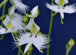 Plant hardy orchids for dazzling summer blooms