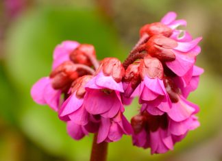 Gardening tips: plant elephant’s ears