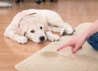 Pet Odor Removal Service: Creating a Fresh and Odor-Free Home