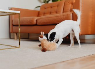Why Mental Stimulation Toys Are Ideal for Indoor Pets in Abu Dhabi